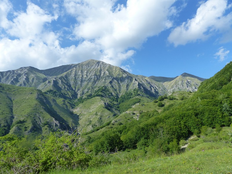 Prime fioriture di orchidee sui Monti della Laga  giugno 2021.